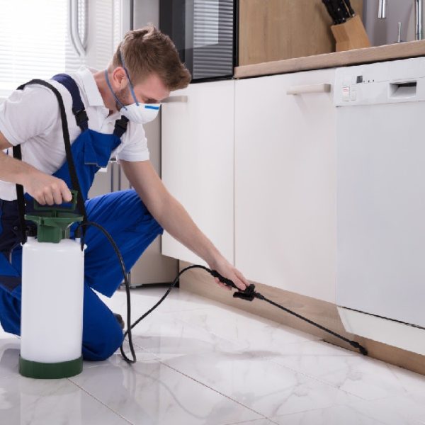 Keeping Your Home Pest-Free: The Importance of 24/7 Local Pest Control Services