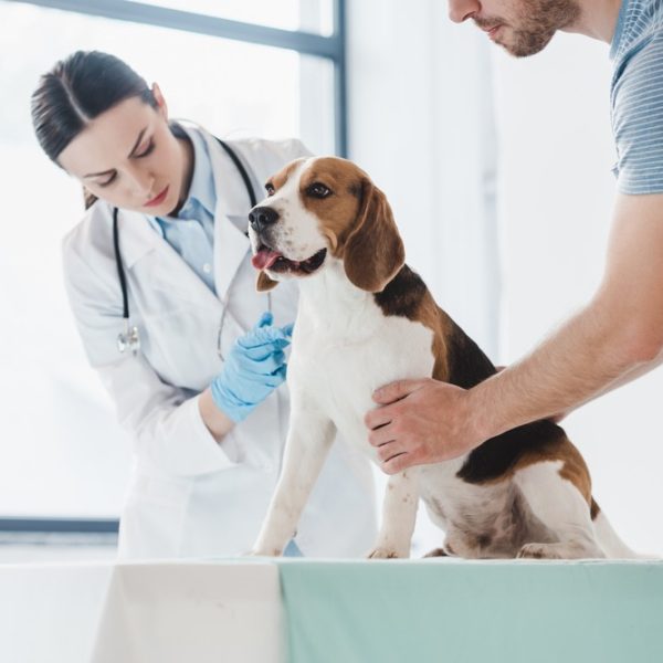 Choosing the Right Animal Hospital for Your Pet’s Health