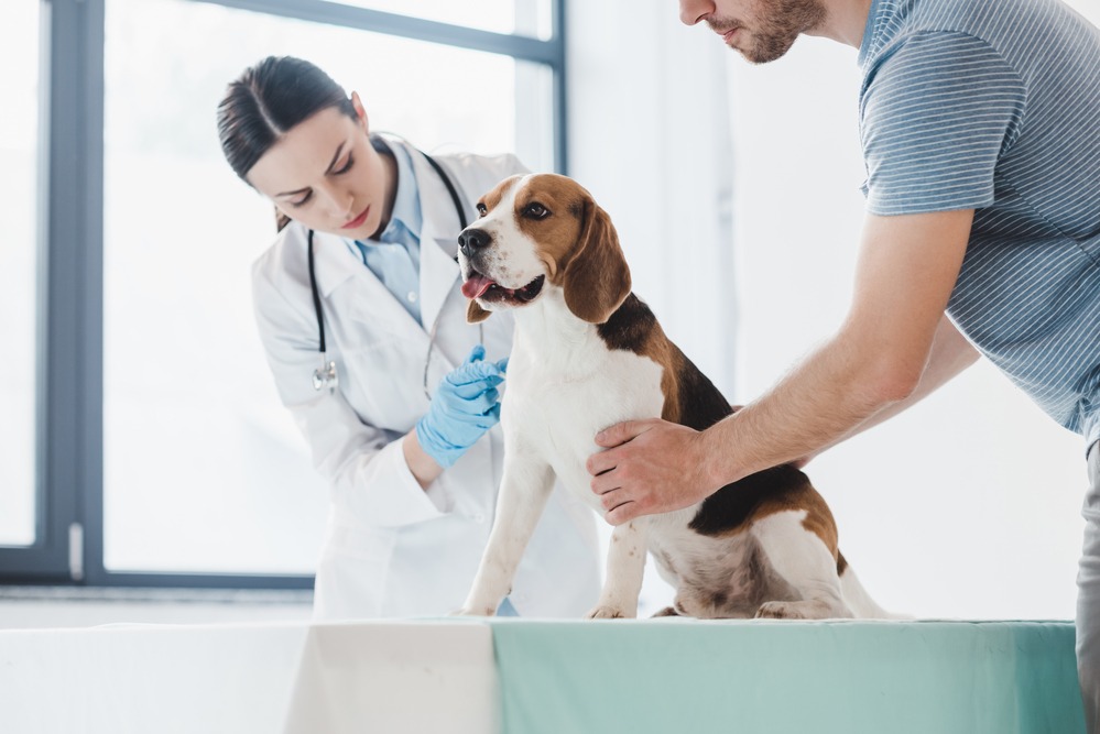 Choosing the Right Animal Hospital for Your Pet's Health
